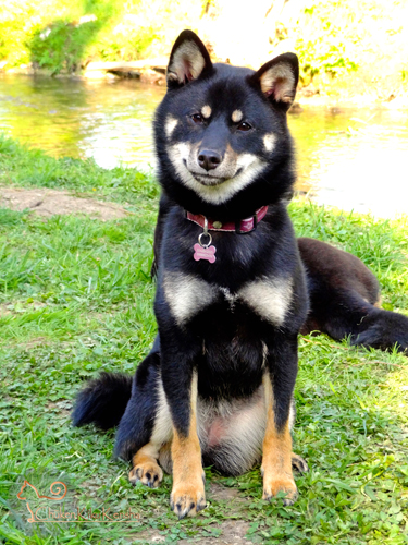 shiba-inu-CKK-elevage-Junko-Chuken-kiku-kensha-evenement-visite-2015