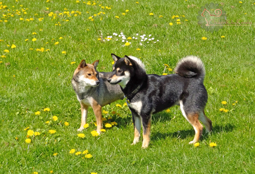 shiba-inu-CKK-elevage-Juro-Chuken-kiku-kensha-evenement-visite-2015