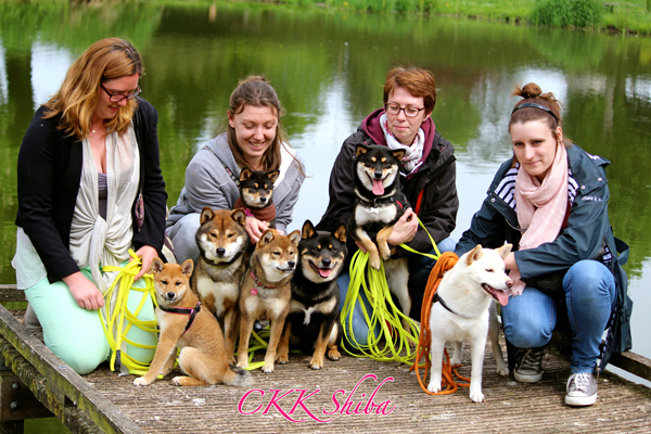 balade-CKK-shiba-inu-chiots-rencontre-promenade-socia