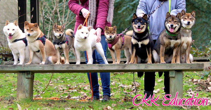 balade-promenade-shiba-inu-CKK-education