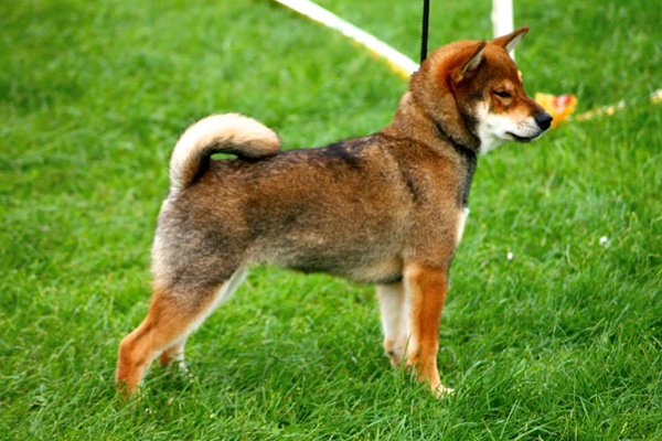 handling-puppy-shiba-inu-dogshow