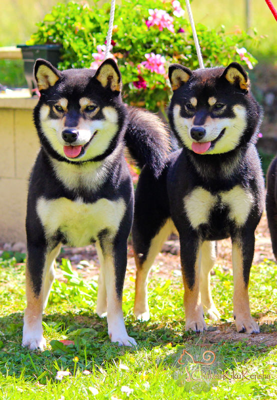 Kuro-Jyujyu-father-daughter-shiba-inu-black-tan-CKK