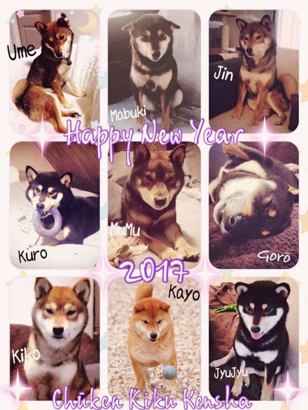 shiba-inu-elevage-CKK-2017