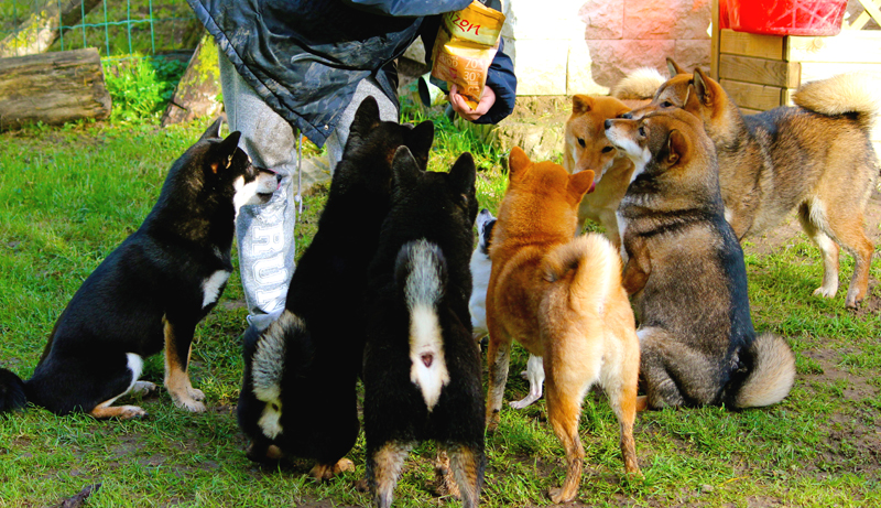 Shiba-inu-CKK-Education-Eure-Normandie