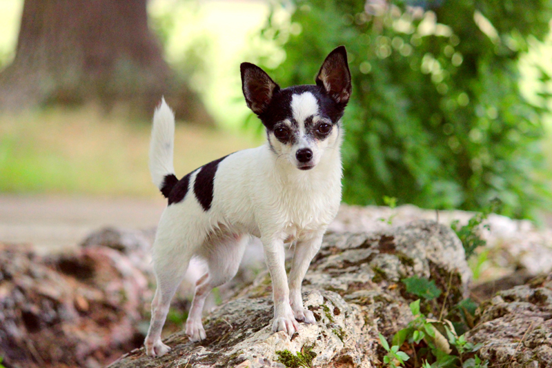 Chihuahua-CKK-Education-shiba