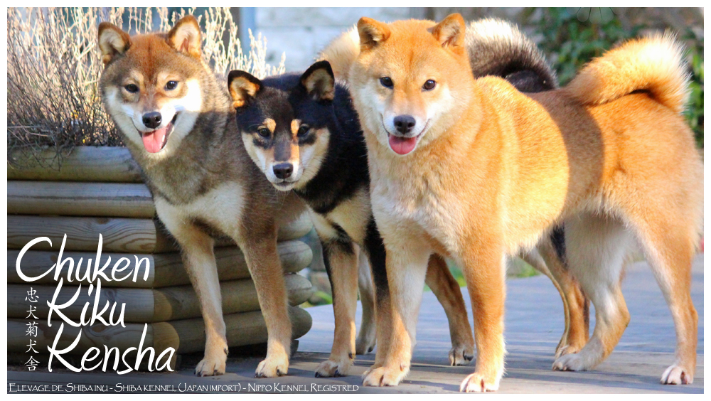 http://www.chuken-kiku-kensha.com/Source/CKK-Elevage-Shiba-inu-kennel-Japan-Import-Japon-chien-japonais-Race-japonaise-Japanese-dog-Breed-chiot-nippo-registred-Chuken-Kiku-Kensha-sesame-goma-bloodline-puppy-black-tan-France-IDF-Eure-Paris.jpg