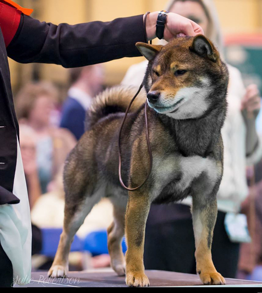 CRUFTS-shiba-inu-Musashi-male-sesame-elevage-CKK