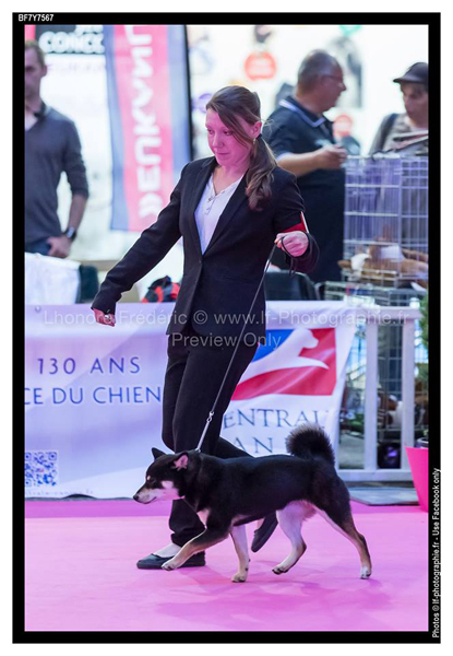 Championnat-france-championship-2015-shiba-inu-best-young