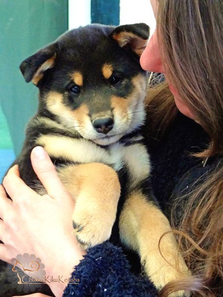 Chiot-Kijuro-Go-Chuken-Kiku-Kensha-puppy-male-black-tan-shiba-inu-elevage