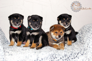 Shiba-inu-chiot-chuken-kiku-kensha-elevage-puppies-litter