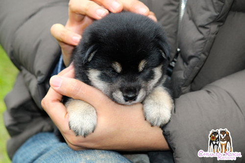 puppy-shiba-inu-ckk-Asca