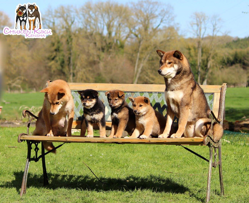 elevage-shiba-inu-CKK-litter-portee-kayo-jin-chiots-puppies-sesame-goma