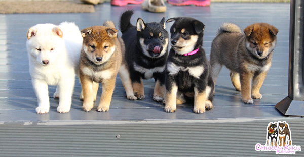 Chiots-puppies-litter-shiba-inu-elevage-CKK