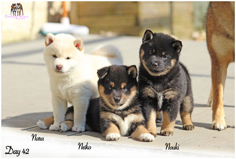 Chiots-shiba-inu-elevage-CKK-Nara-Neiko-Nouki