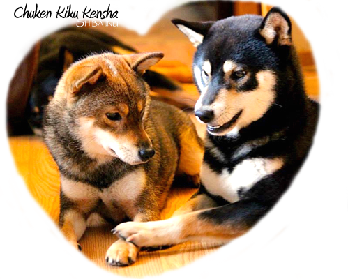 Chuken-Kiku-Kensha-Shiba-inu-kennel-CKK-elevage-familial-prevision-saillie-future-portee-prevue-breeding-plan-program-black-tan-sesame