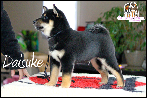 Daisuke-shiba-inu-elevage-CKK-black-tan-male