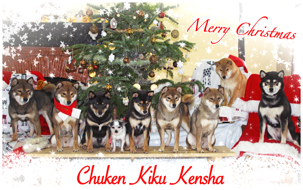 Elevage-Shiba-inu-Chuken-Kiku-Kensha-CKK-meute-pack-Joyeux-Noel-Merry-Christmas-2016-france-kennel-sesame-goma-black-tan-red