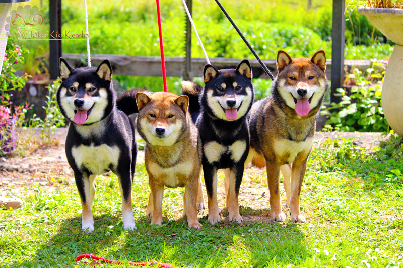 Kuro-Ume-Jyujyu-Jin-family-shiba-inu-sire-dam-fils-fille-CKK-elevage