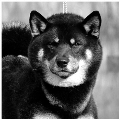 GORO-Puchi-Wolfy-Of-Inivruk-shiba-inu-elevage-CKK-noir-feu