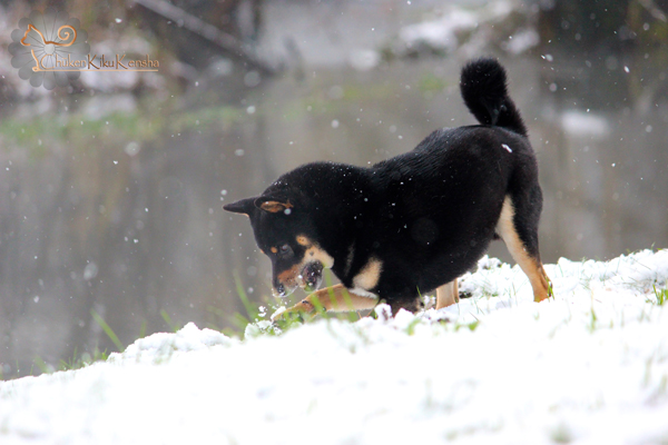 Goro-neige-shiba-inu-elevage-chuken-kiku-kensha