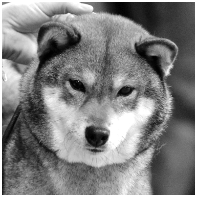 Goma-Ume-sesame-goma-shiba-inu-femelle