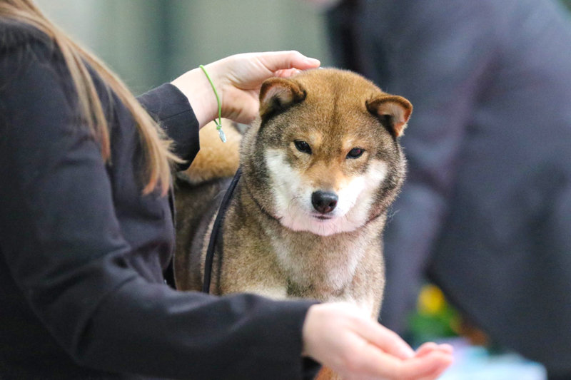 Goma-ume-japanese-judge-Yoshinaga-goma-shiba-sesame-female