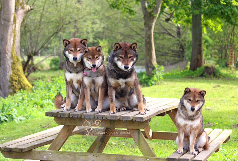 Goma-shiba-inu-sesame-elevage-CKK-Chuken-Kiku-Kensha-couleur-shikoku-loup-japan-bloodline-pedigree-awat-lignee-Ryujiro-Shueisou-Tenjumaru