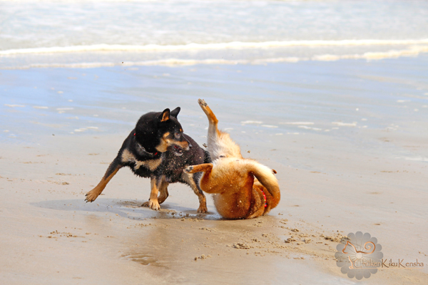 La-vie-avec-un-shiba-inu-jeu-vacances