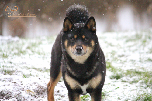 Goro-puchi-wolfy-male-noir-et-feu-elevage-shiba-inu-CKK-snow-neige