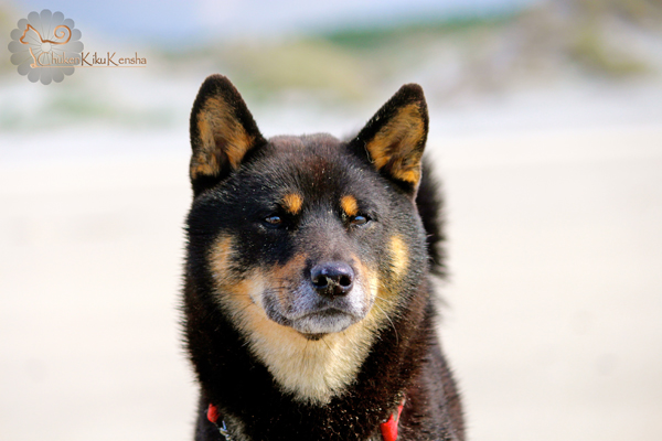 Shiba-inu-Goro