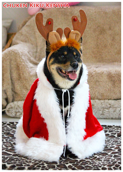 Goro-shiba-inu-deguise-noel-christmas-2015-CKK