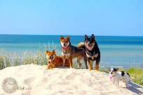 Groupe-Shiba-inu-CKK-elevage-Chuken-kiku-kensha-plage-mer-vacances-chien