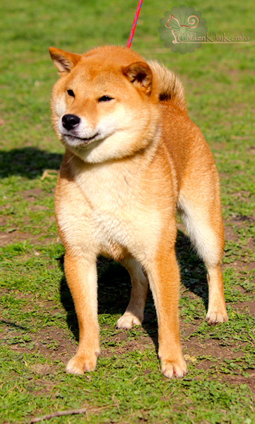 dignite-fierte-shiba-inu-expression-dogshow-japan
