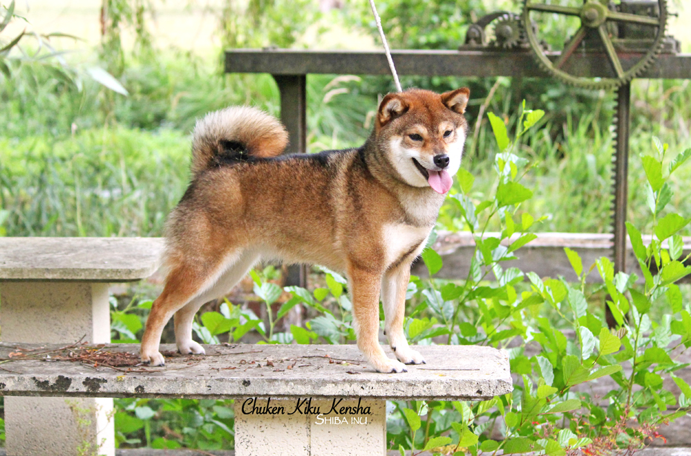 Haute-Couture-by-Goma-Ume-Go-Chuken-Kiku-Kensha-dite-KIKO-sesame-goma-shiba-inu-elevage-femelle