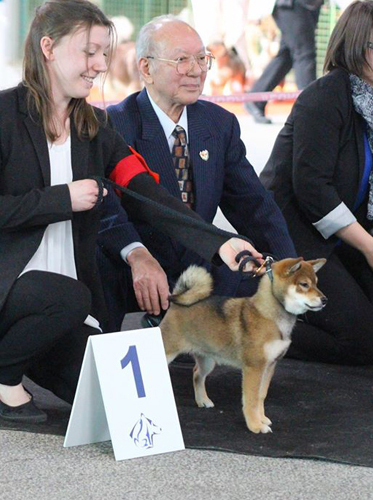 Expo-Canine-Dog-Show-Shiba-inu-Champion-elevage-CKK