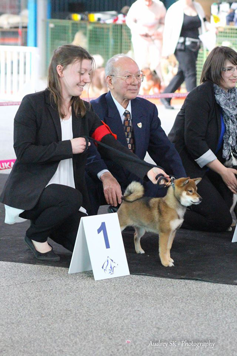 Haute-Couture-by-Goma-Ume-Go-Chuken-Kiku-Kensha-KIKO-sesame-femelle-shiba-inu-nationale-elevage-Nakagawa-Jitaro-2016