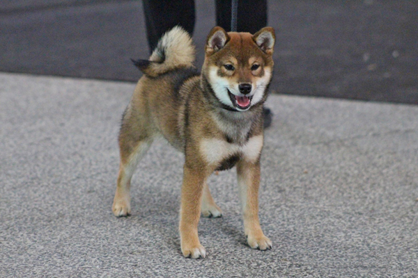 KIKO-national-elevage-shiba-inu-sesame-japan-judge-Nakagawa-Jitaro