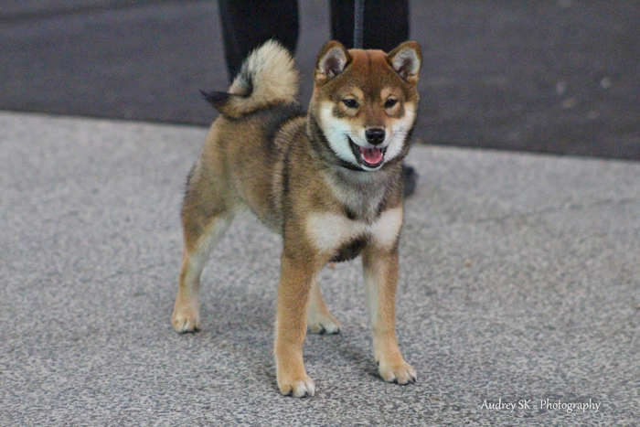 KIKO-female-sesame-goma-shiba-inu-baby-elevage-CKK-france