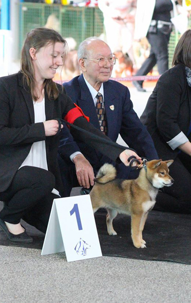 Haute-Couture-by-goma-ume-go-chuken-kiku-kensha-kiko-Nakagawa-Jitaro-Japanese-Judge-Juge-Japonais-Nationale-Elevage-shiba-inu-sesame-goma