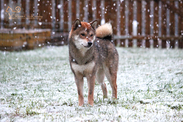 JIN-nippo-litter-snow-shiba-inu-sesame-CKK