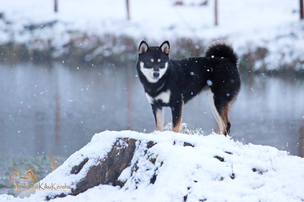 Jyujyu-nippo-litter-shiba-kennel-snow-CKK