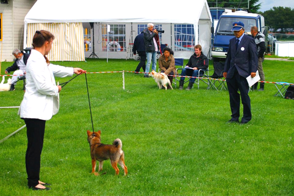 goma-shiba-inu-sesame-CKK-kennel-judge-japan-nippo-holland-iwasa-kazuaki