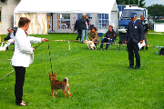 Japan-Judge-Jinjyu-Go-Chuken-Kiku-Kensha-puppy-shiba-inu-Nippo-Show-Holland-2014