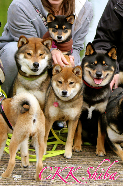 Jin-Kiko-Mabuki-Goro-Shiba-inu-CKK