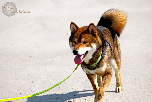 Jin-goma-shiba-inu