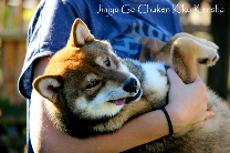 Shiba-inu-Chuken-kiku-kensha-CKK