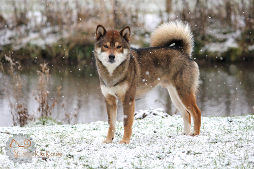 Jinjyu-go-chuken-kiku-kensha-Jin-shiba-inu-elevage-CKK-sesame-male-goma-gris-loup-lignee-japonaise-snow-neige-2016