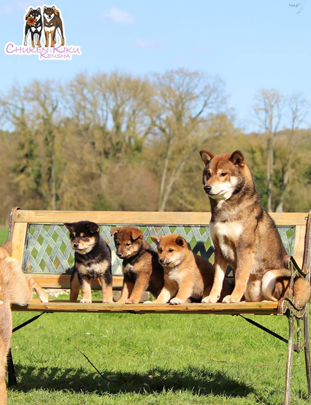 Jin-chiots-elevage-shiba-inu-CKK-sesame-goma