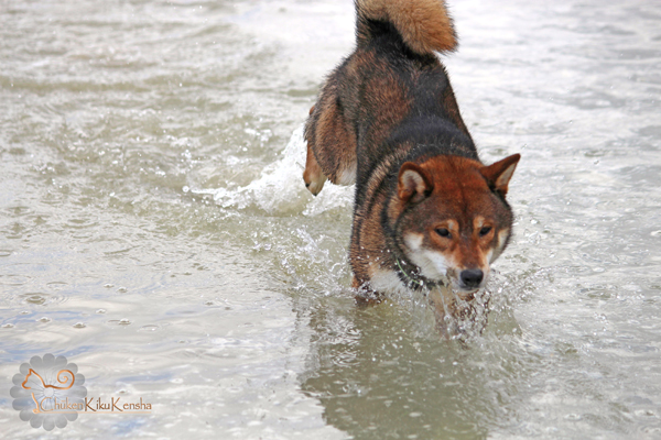 elevage-shiba-inu-Jinjyu-goma-shiba-stud-mode-de-vie