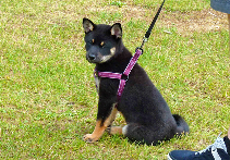 Chiot-shiba-inu-CKK-elevage-2014